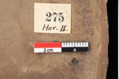 Foto (Detailansicht) von Pinus posttaedaeformis Ettingshausen (NHMW-GEO-2024-0188-0275)